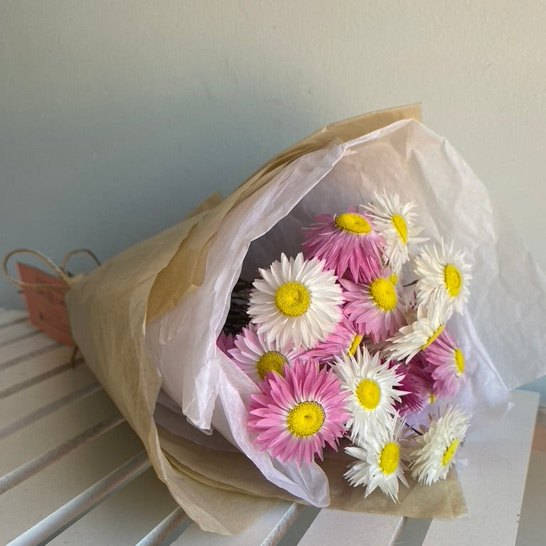 Pink and White Everlasting Daisies