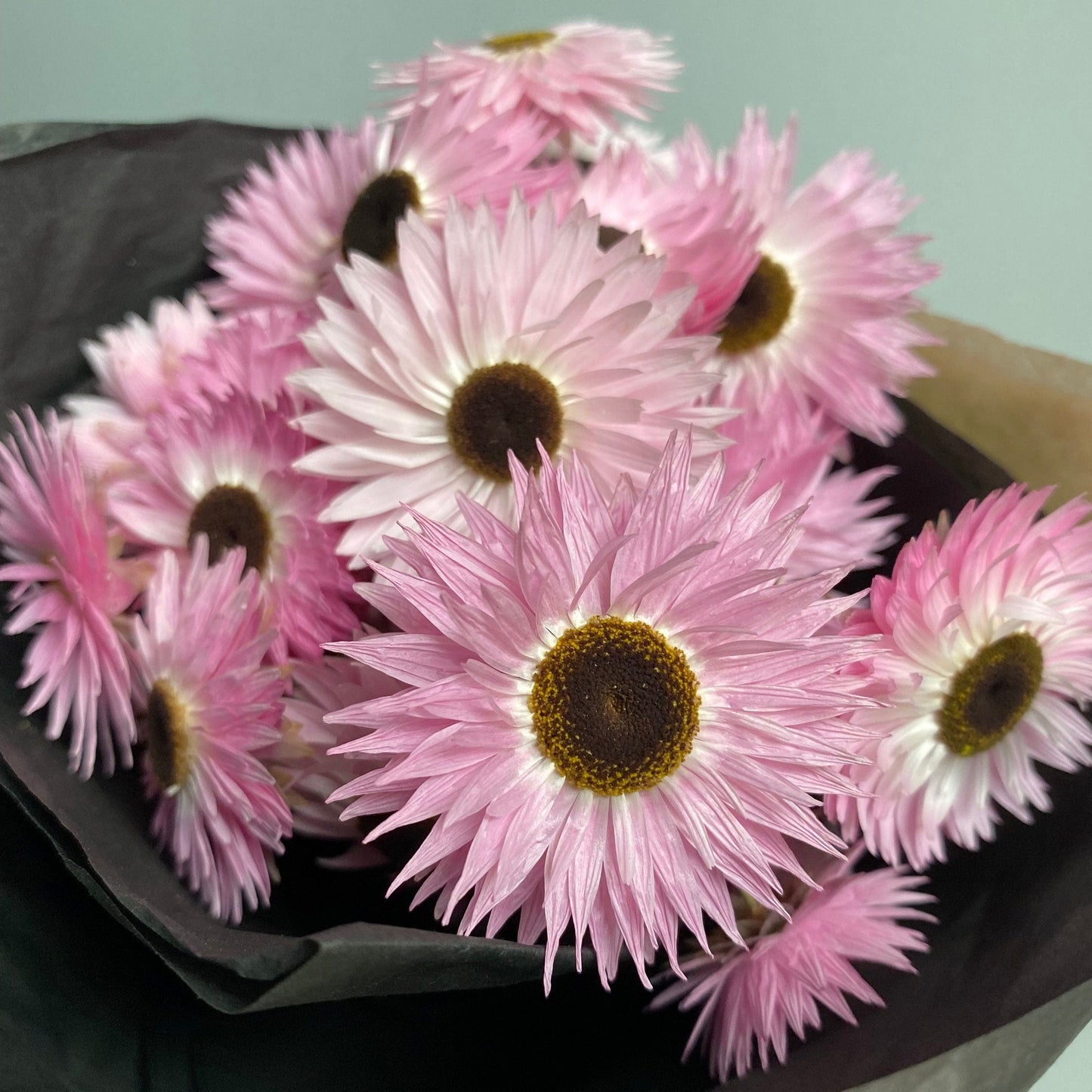 Pink and Black Everlasting Daisies