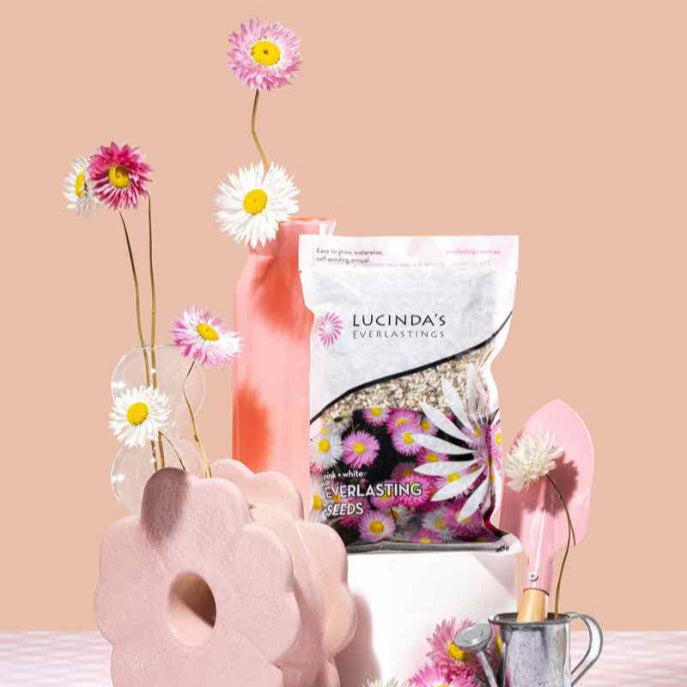 Lucinda's Everlastings 10 g Seed Packet