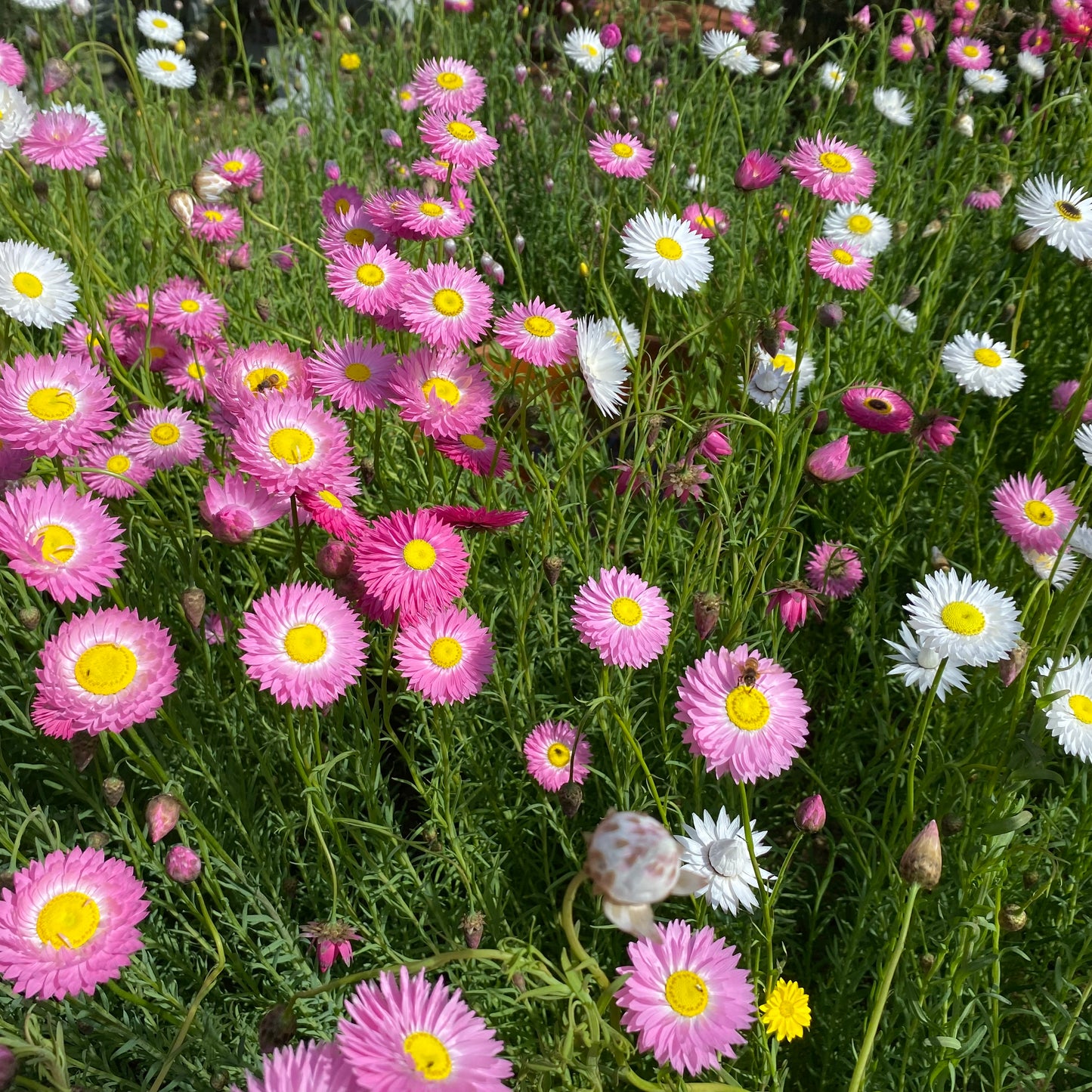 Pink and White Everlasting Daisies