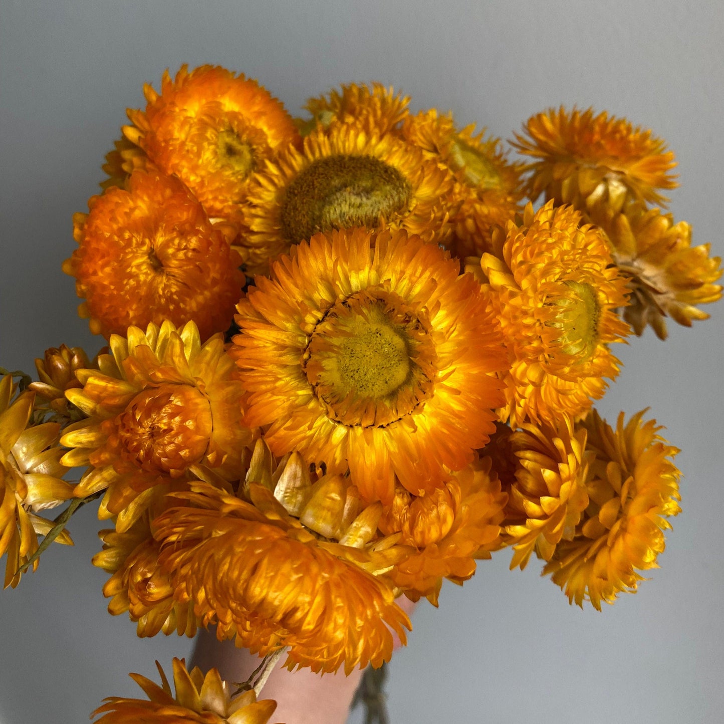Golden Yellow Strawflower Bouquet