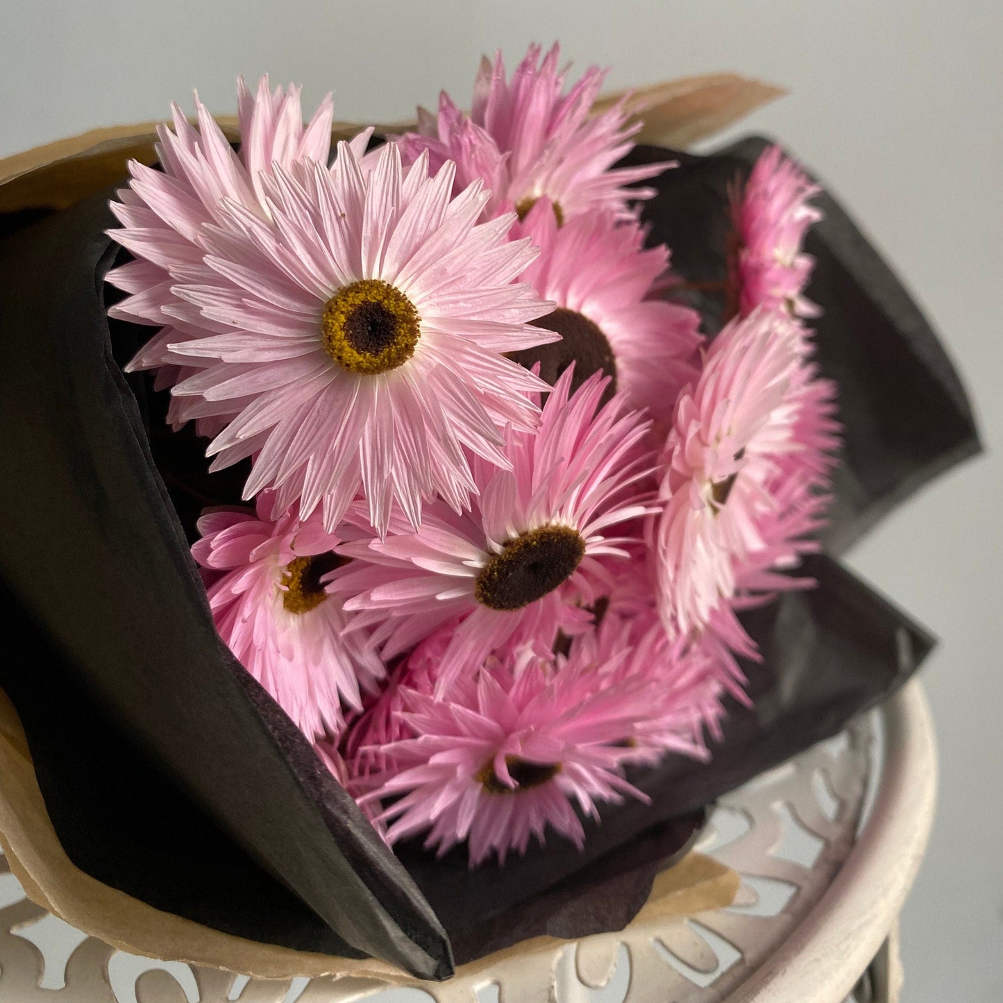 Pink and Black Everlasting Daisies