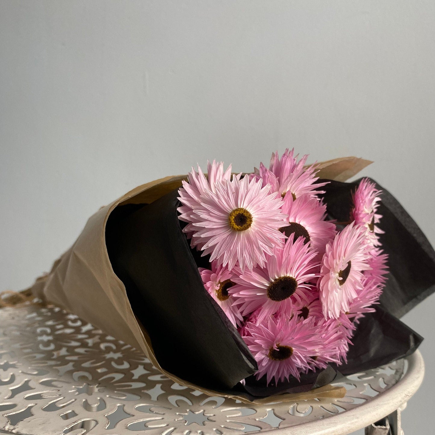 Pink and Black Everlasting Daisies