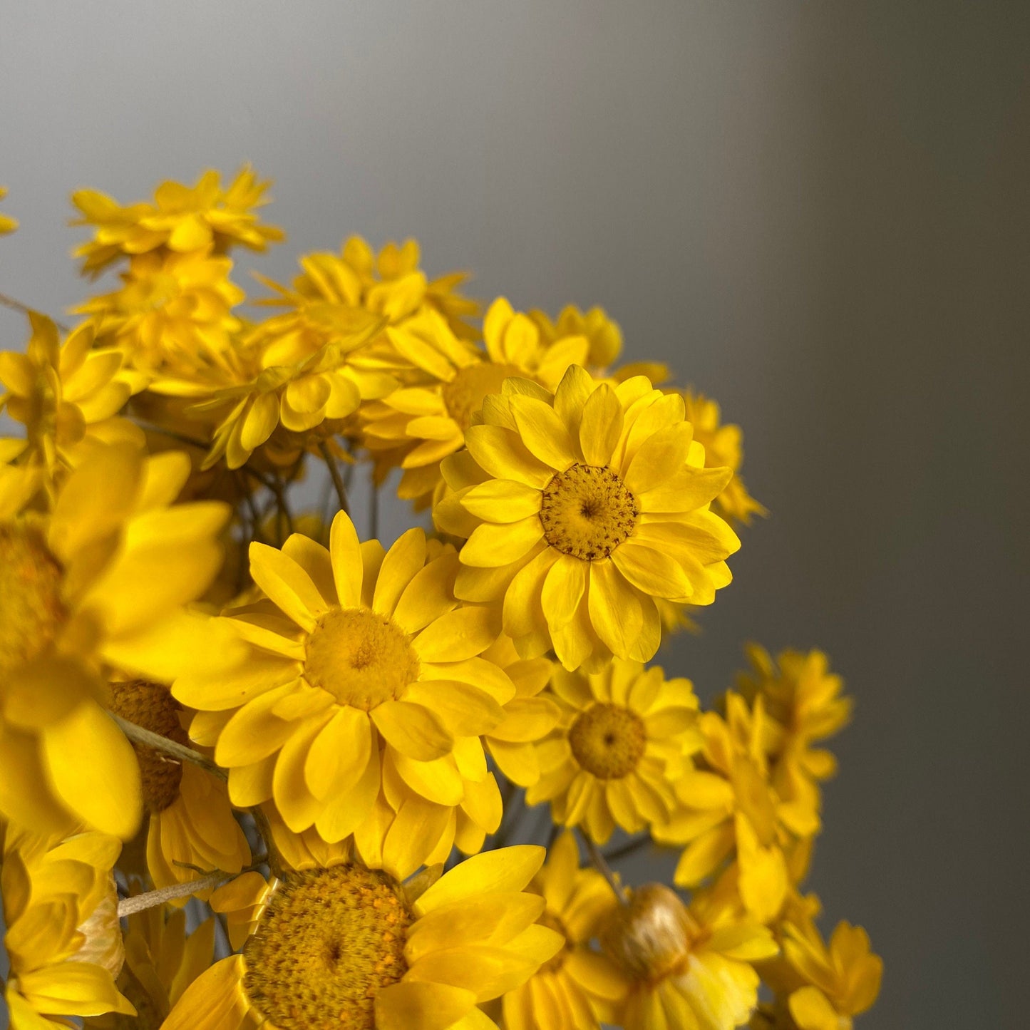 Golden Everlastings Bouquet
