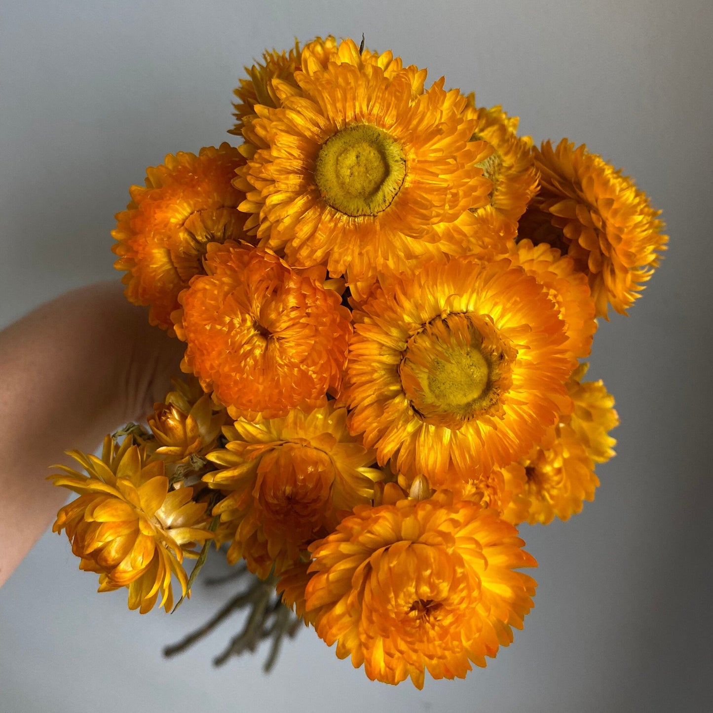 Golden Yellow Strawflower Bouquet