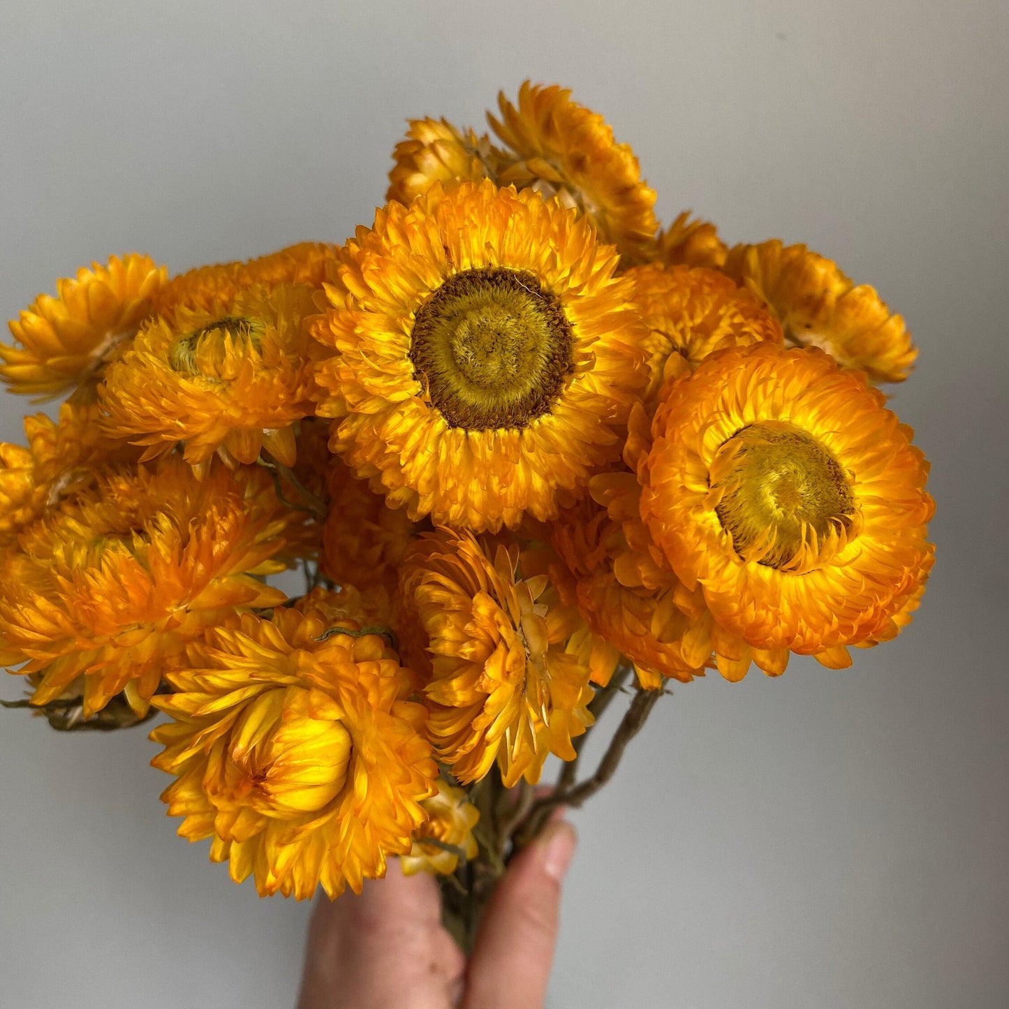 Golden Yellow Strawflower Bouquet
