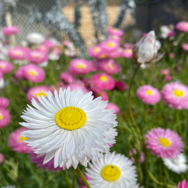 Pink and White Everlasting Daisies