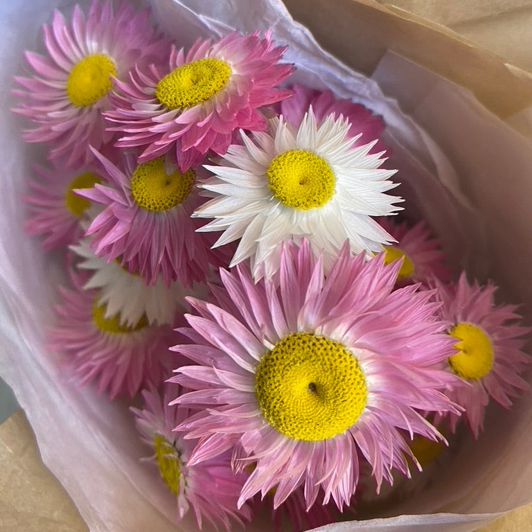 Pink and White Everlasting Daisies