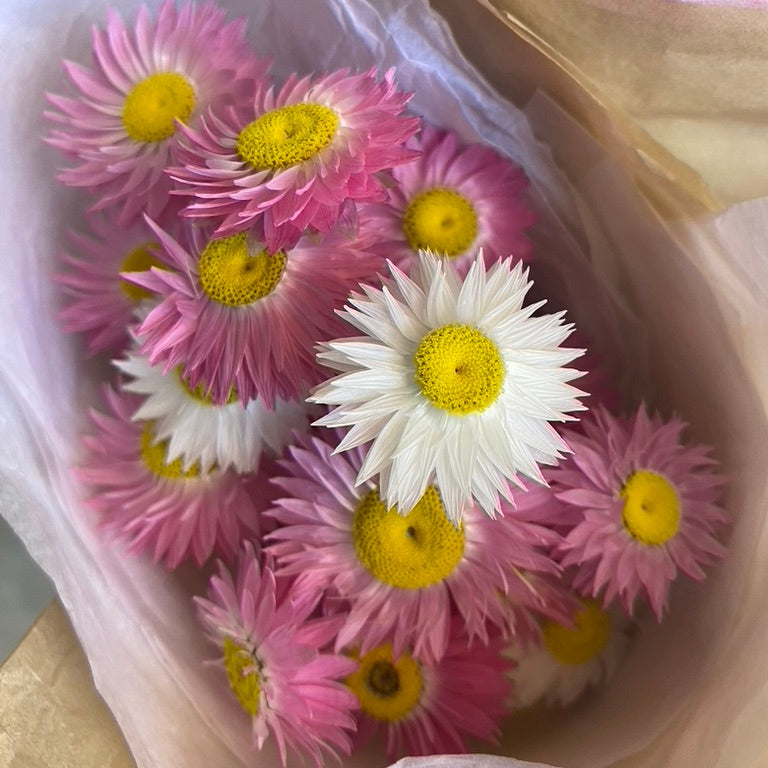 Pink and White Everlasting Daisies