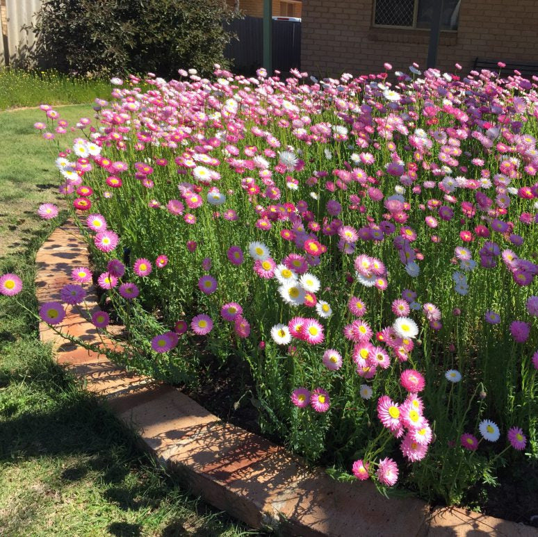 Lucinda's Everlastings 10 g Seed Packet