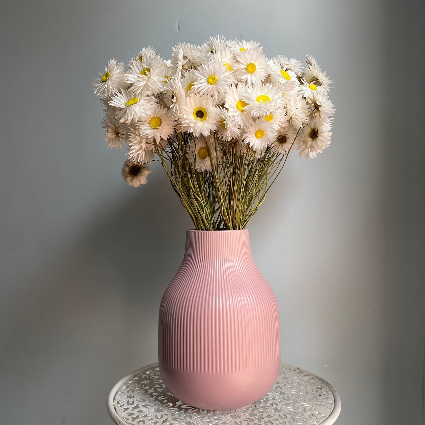 White Everlasting Daisies