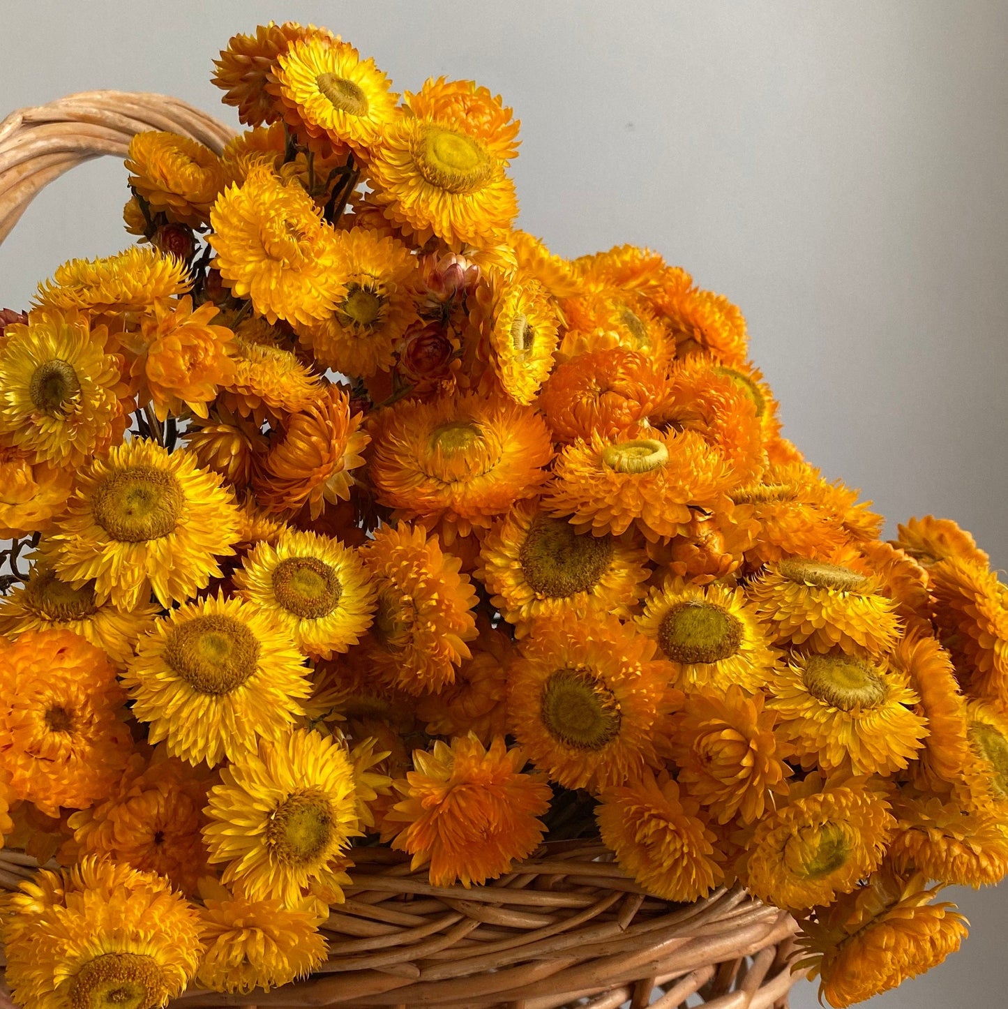 Golden Yellow Strawflower Bouquet