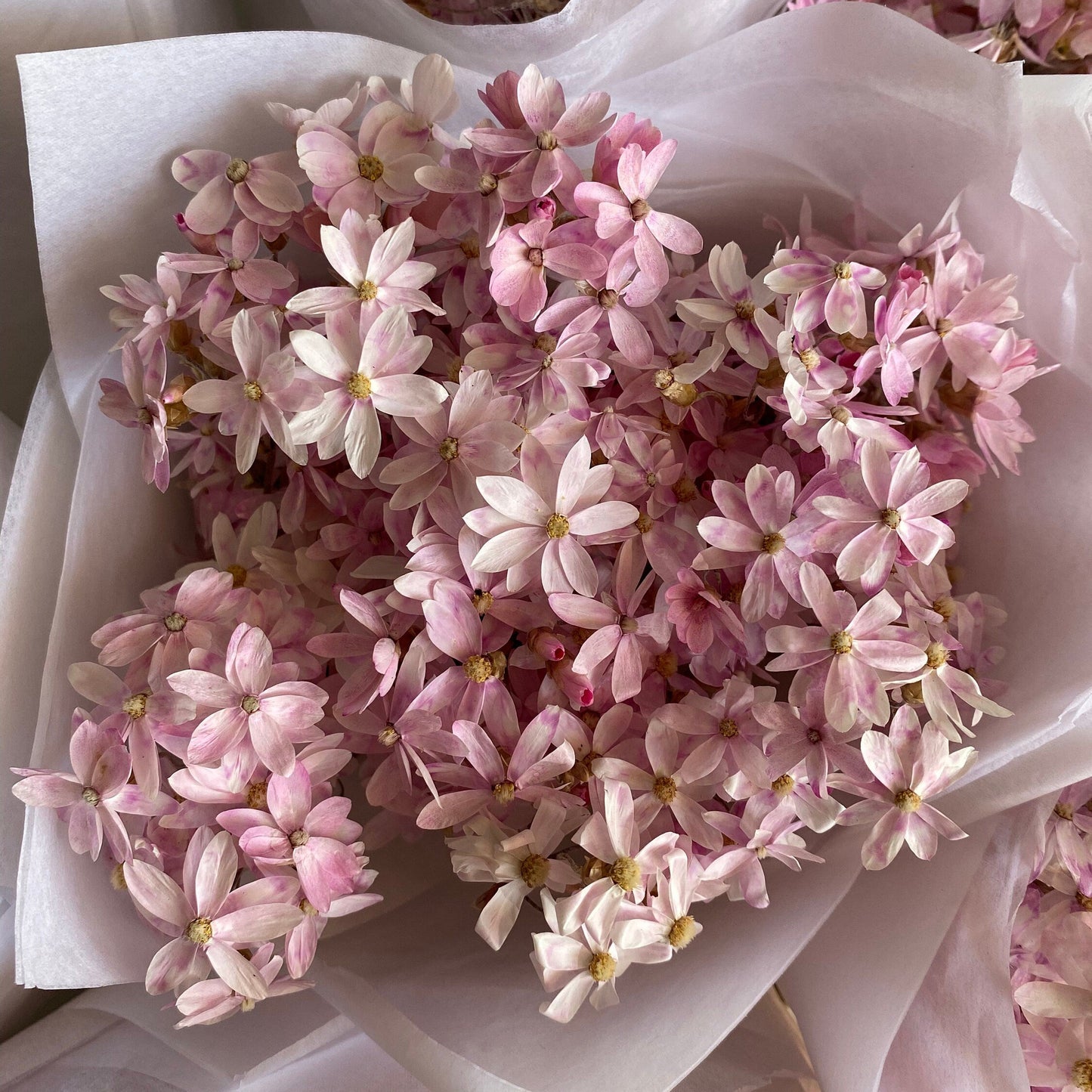 Pink Cluster Daisy Bouquet