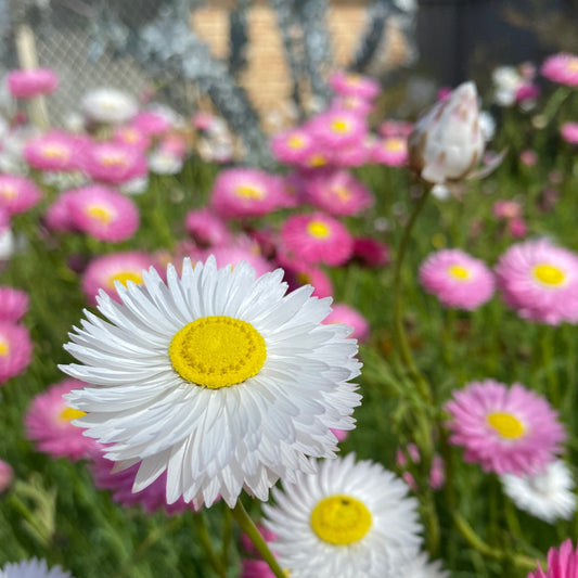 How to sow Everlasting daisy seeds