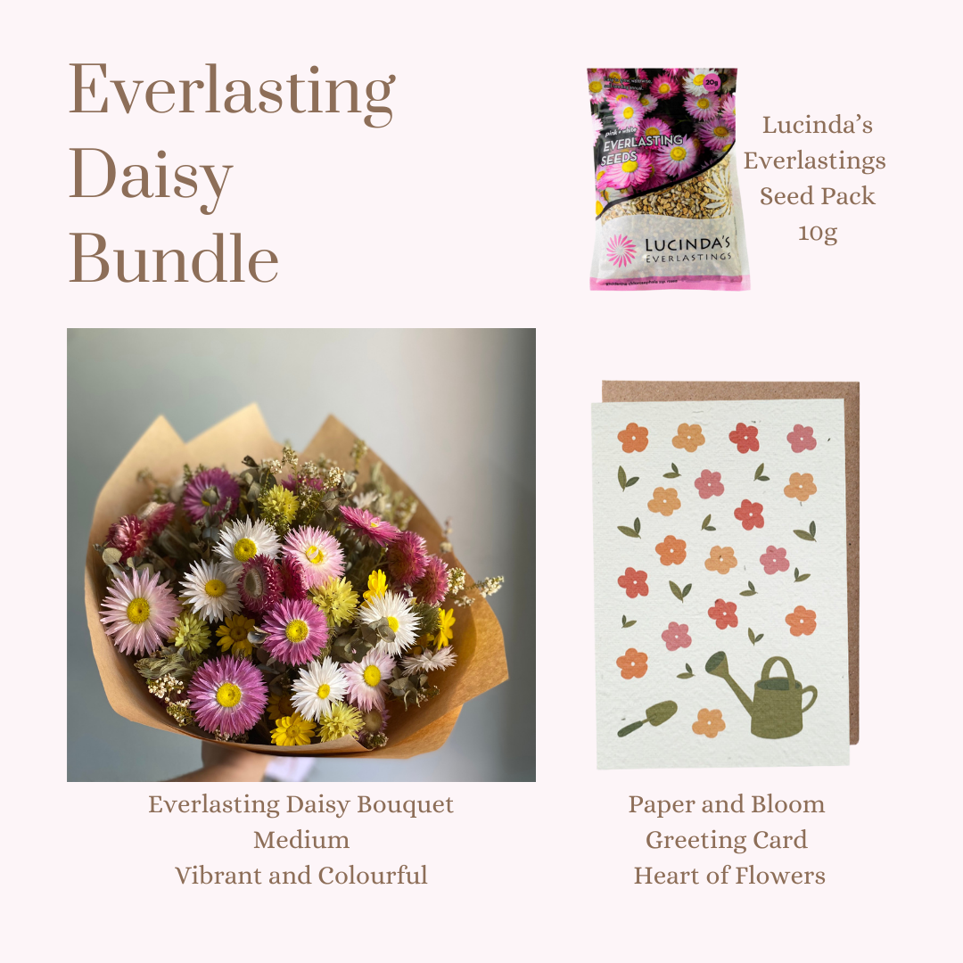 Everlasting Daisy Bundle - MEDIUM