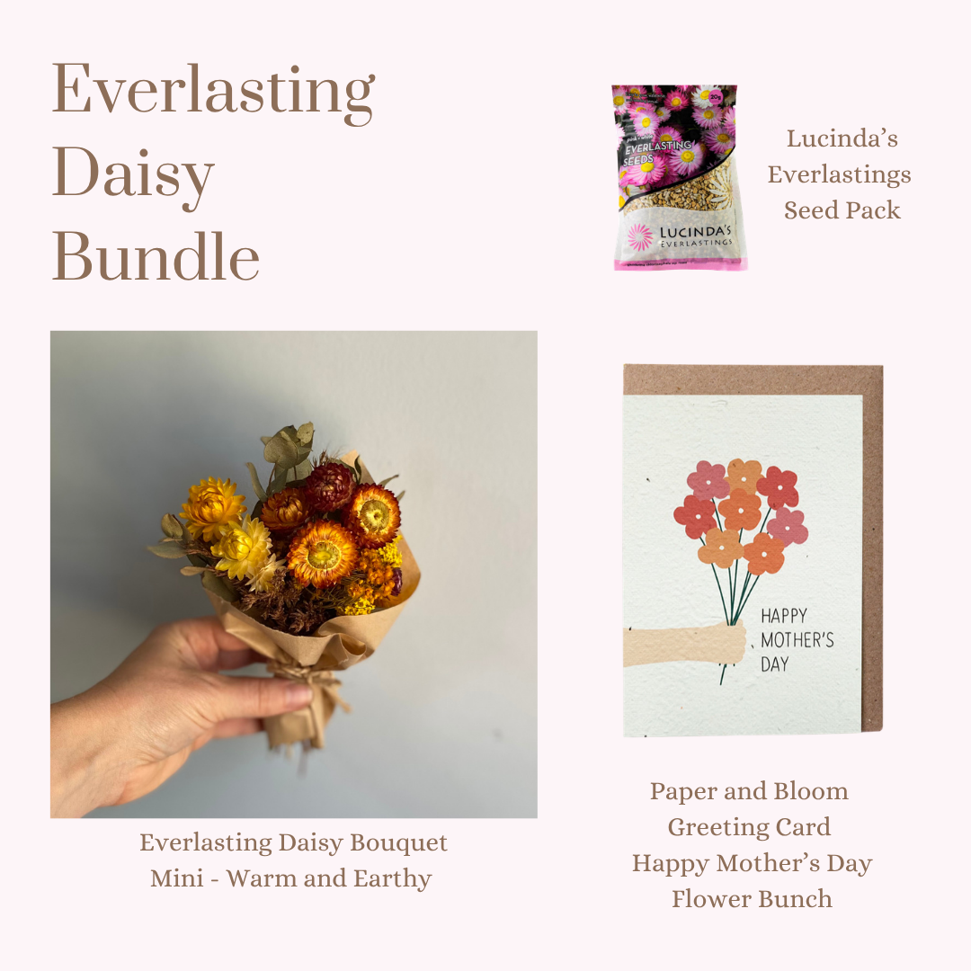 Everlasting Daisy Bundle - MINI