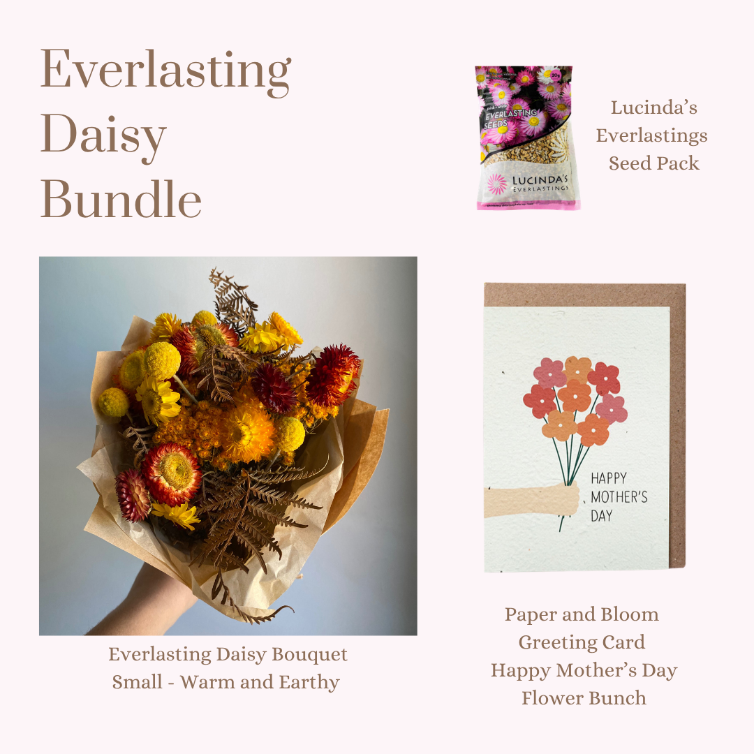 Everlasting Daisy Bundle - SMALL