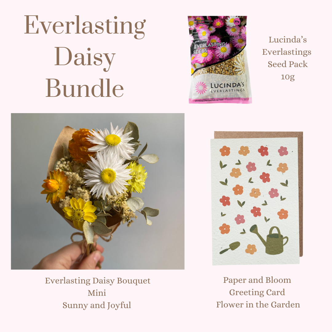 Everlasting Daisy Bundle - MINI