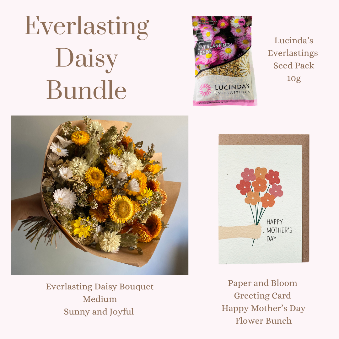 Everlasting Daisy Bundle - MEDIUM