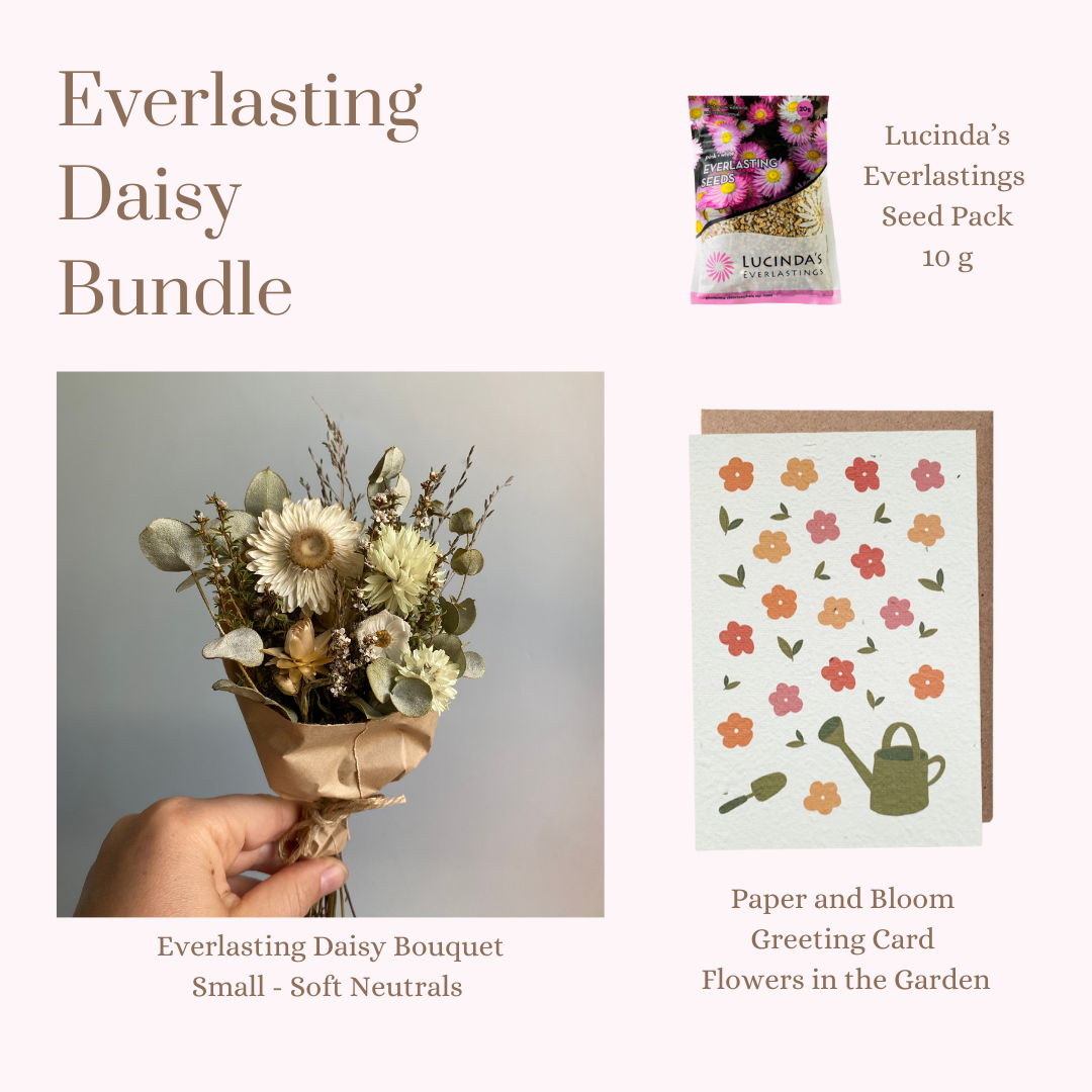 Everlasting Daisy Bundle - MINI