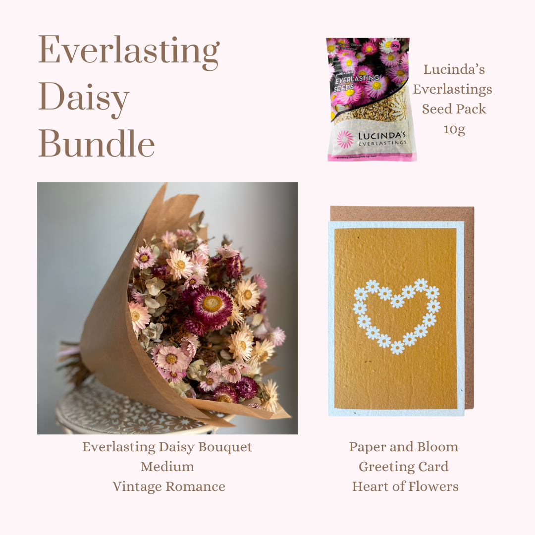Everlasting Daisy Bundle - MEDIUM