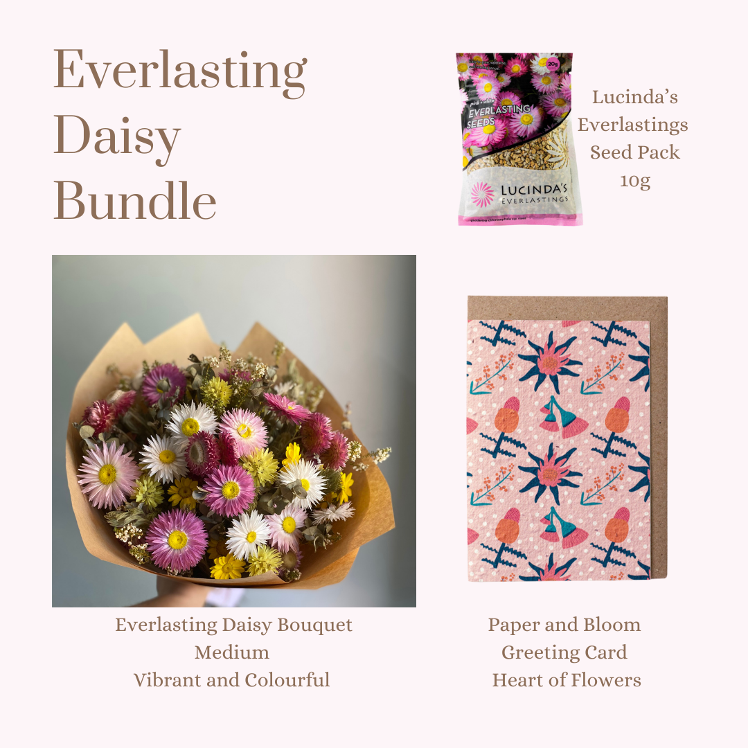 Everlasting Daisy Bundle - MEDIUM