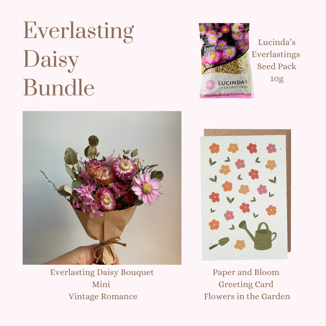 Everlasting Daisy Bundle - MINI