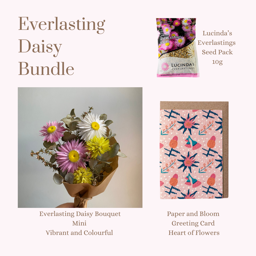Everlasting Daisy Bundle - MINI