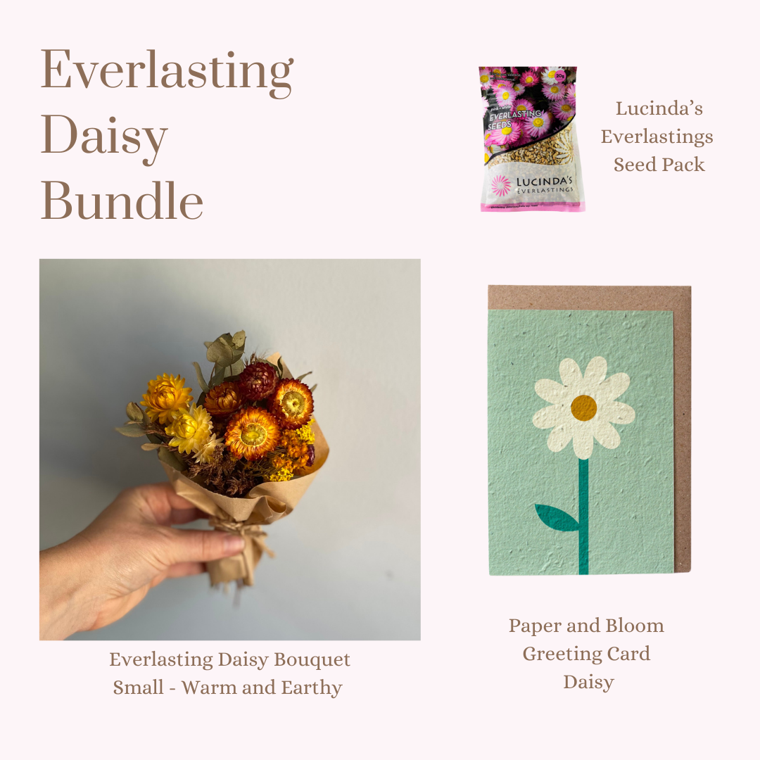 Everlasting Daisy Bundle - MINI
