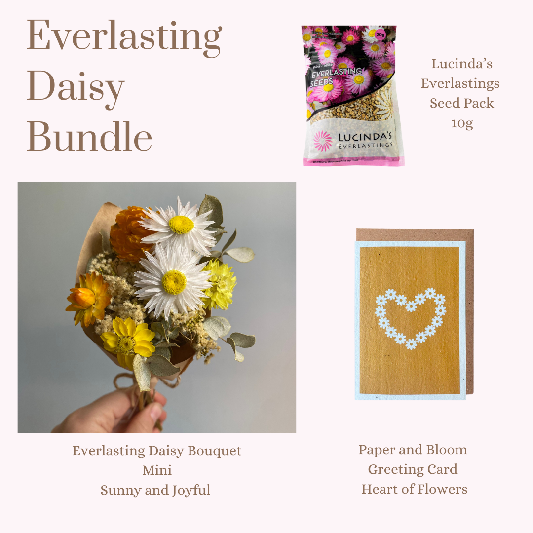 Everlasting Daisy Bundle - MINI