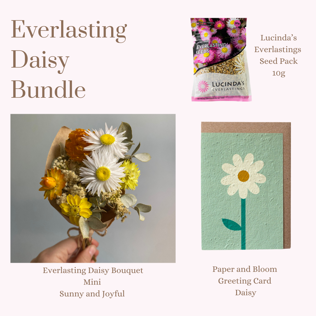 Everlasting Daisy Bundle - MINI