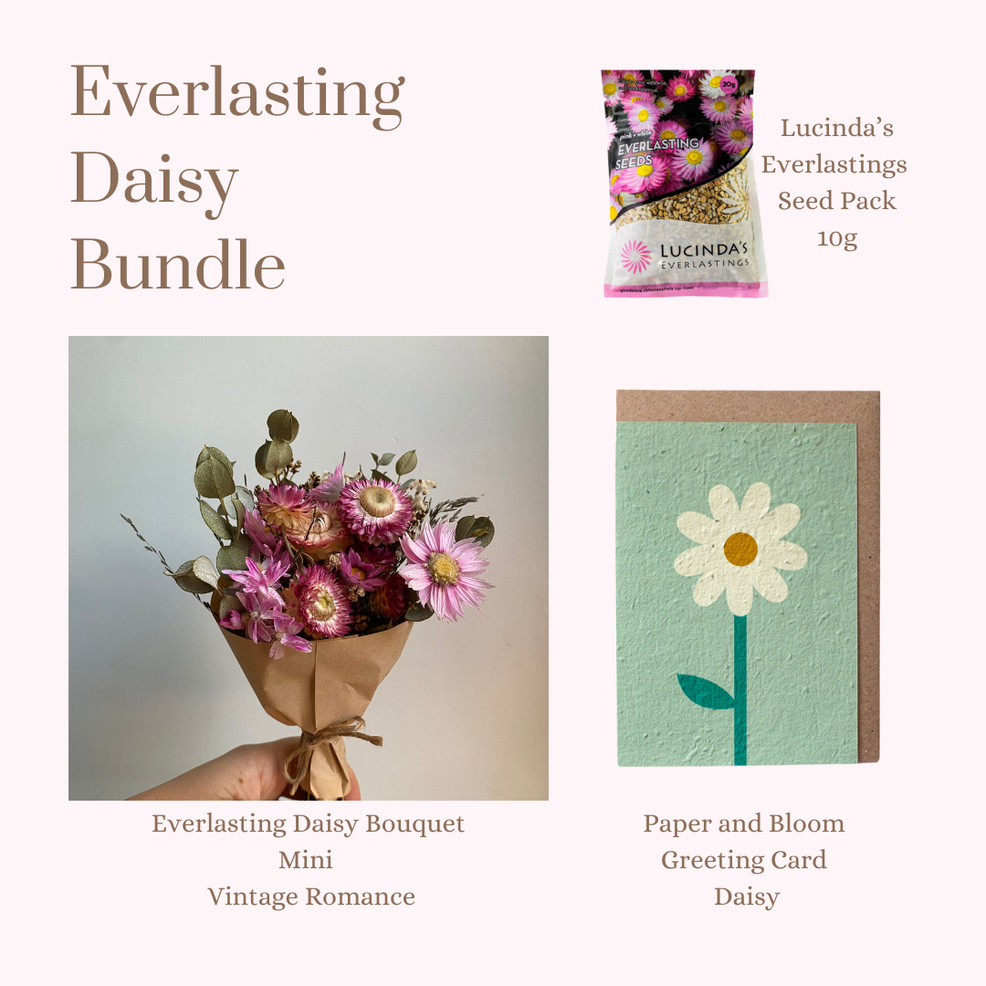 Everlasting Daisy Bundle - MINI
