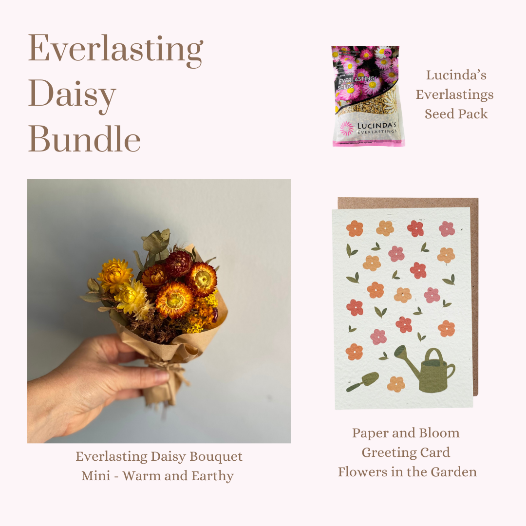 Everlasting Daisy Bundle - MINI