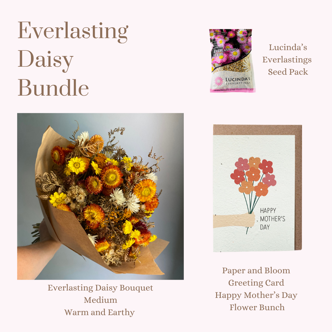 Everlasting Daisy Bundle - MEDIUM