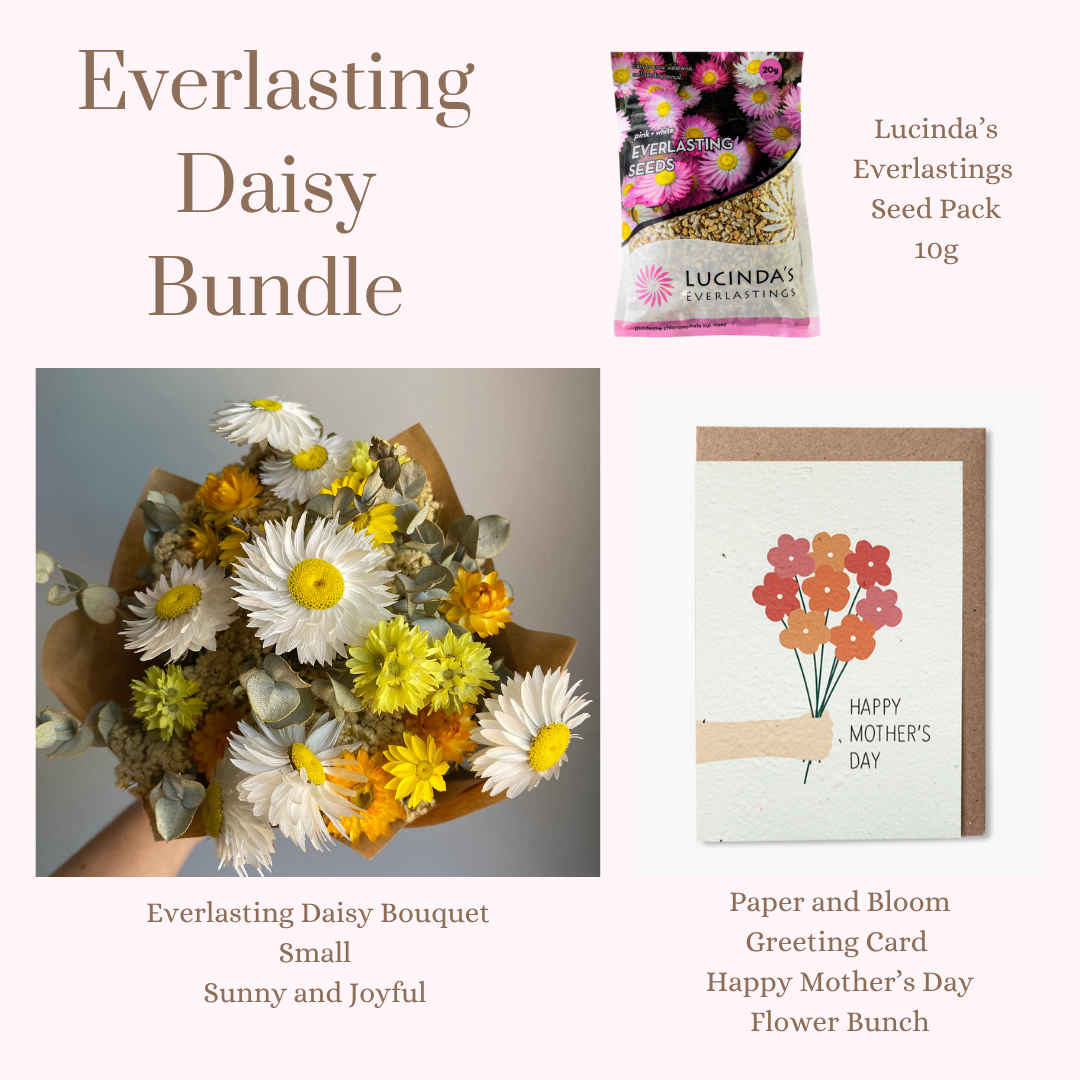 Everlasting Daisy Bundle - SMALL