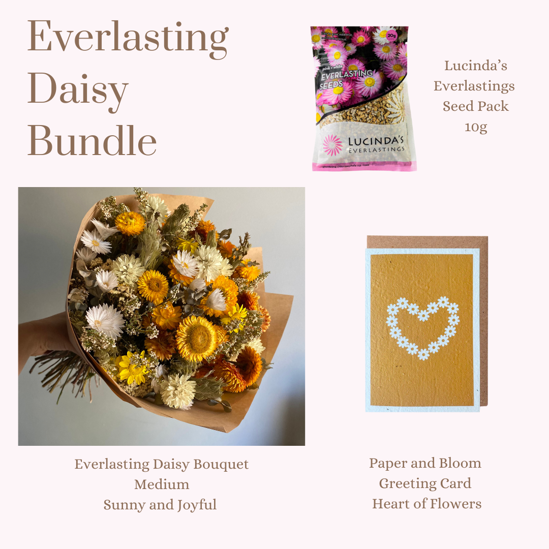 Everlasting Daisy Bundle - MEDIUM
