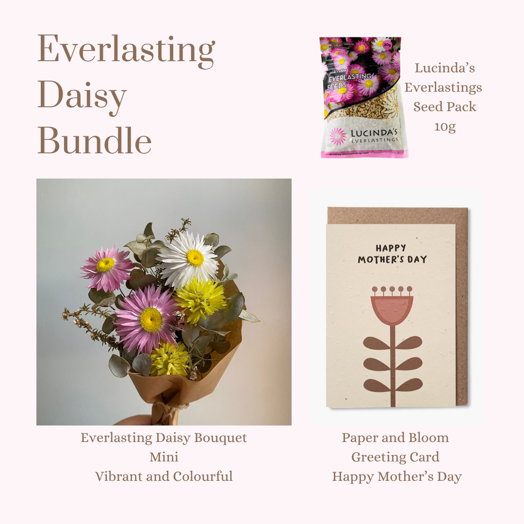 Everlasting Daisy Bundle - MINI
