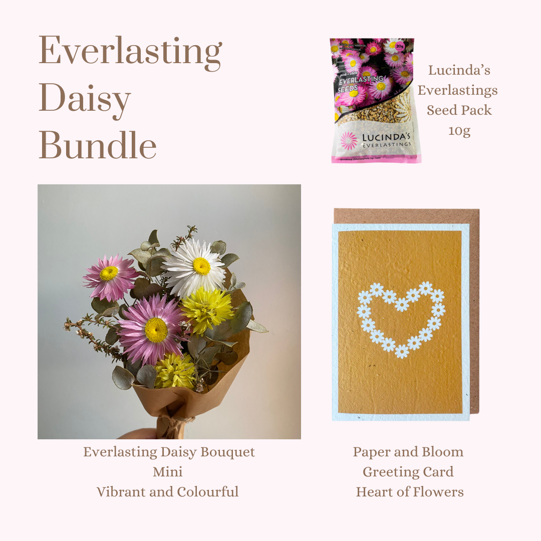 Everlasting Daisy Bundle - MINI