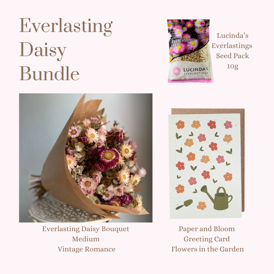 Everlasting Daisy Bundle - MEDIUM