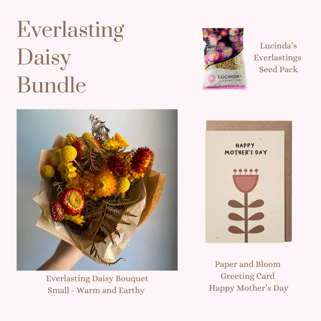Everlasting Daisy Bundle - SMALL