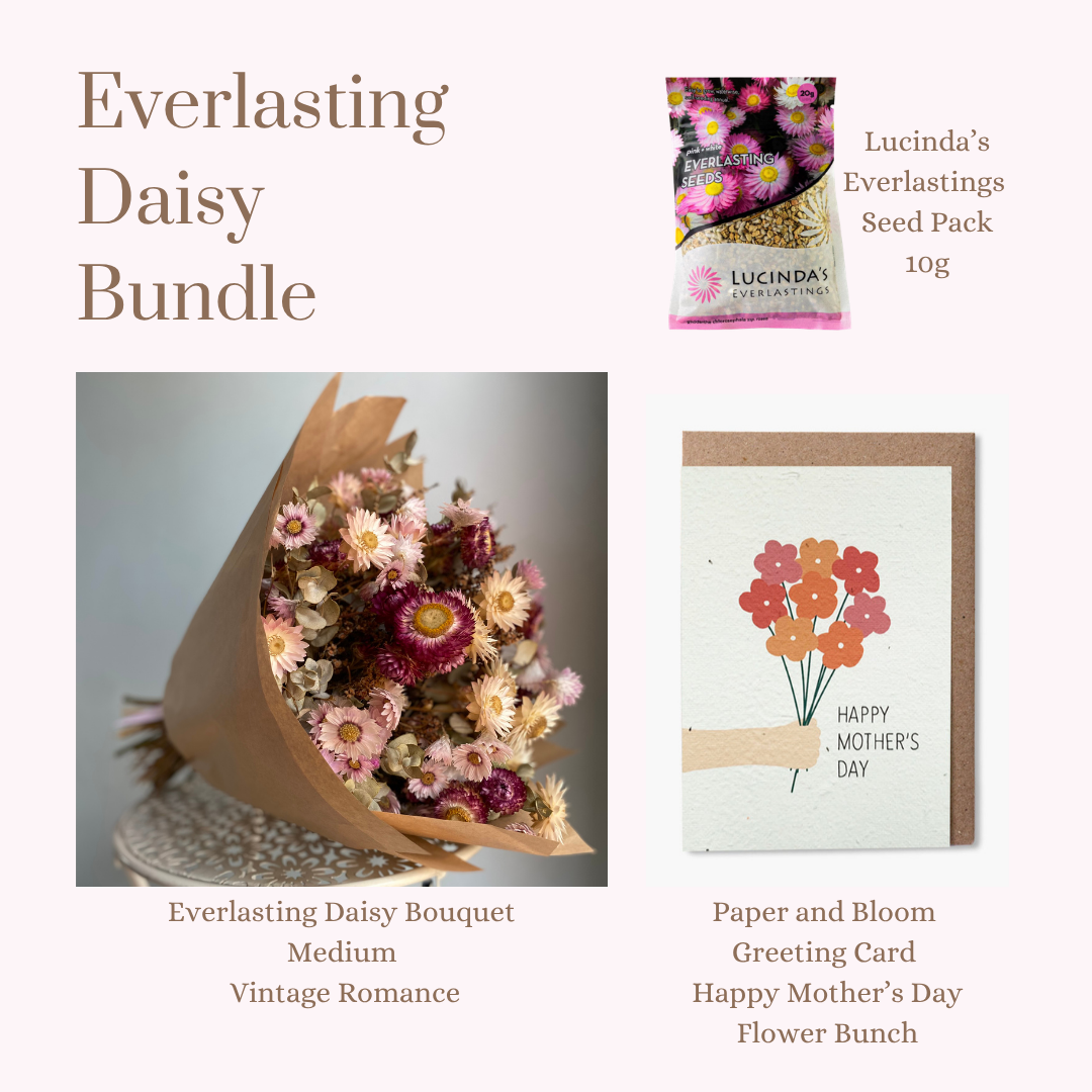 Everlasting Daisy Bundle - MEDIUM