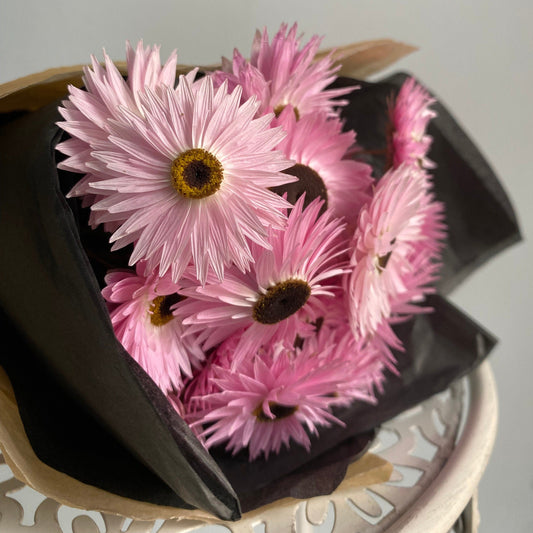 Pink and Black Everlasting Daisies