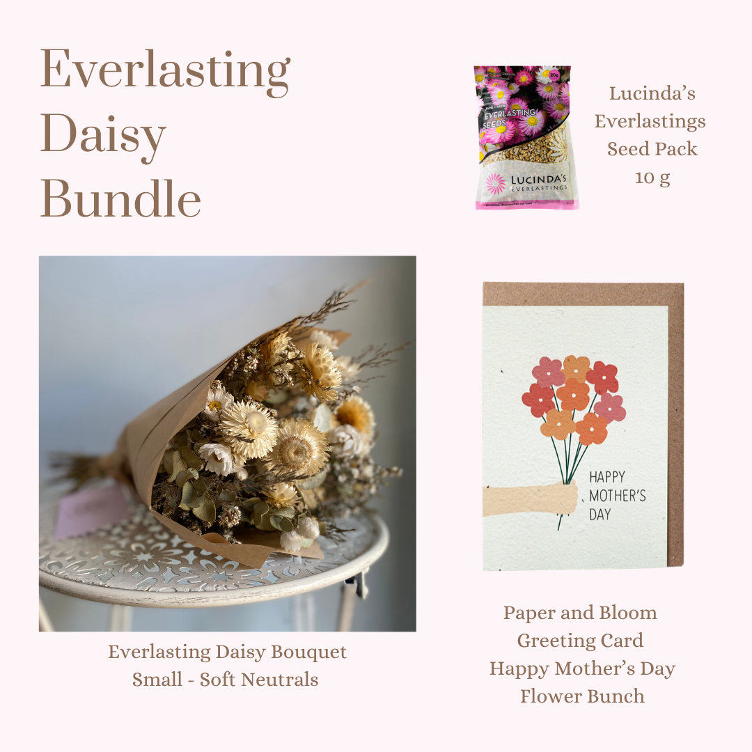 Everlasting Daisy Bundle - SMALL