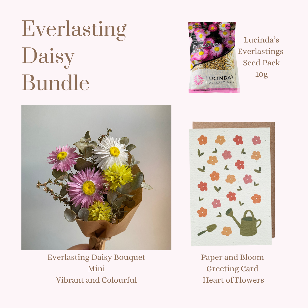 Everlasting Daisy Bundle - MINI