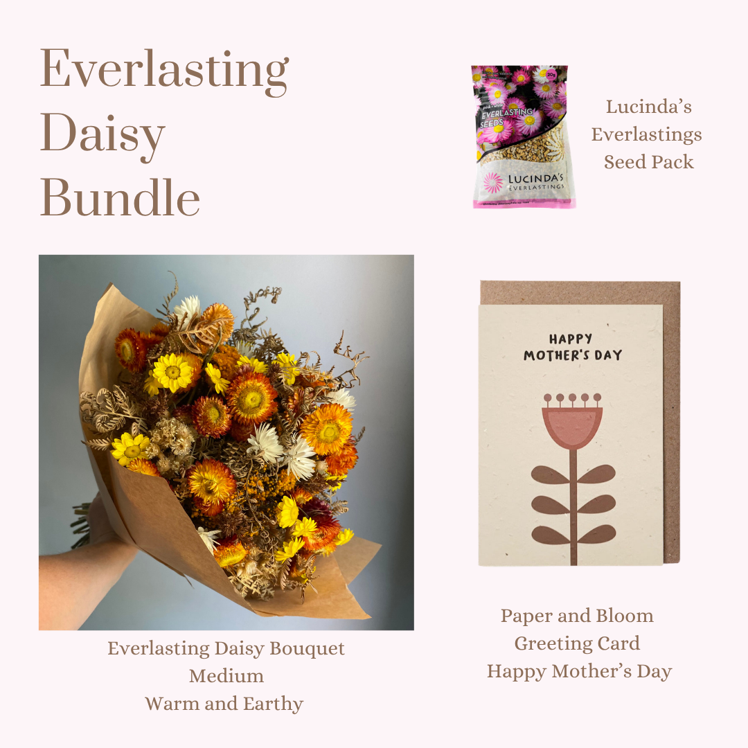 Everlasting Daisy Bundle - MEDIUM