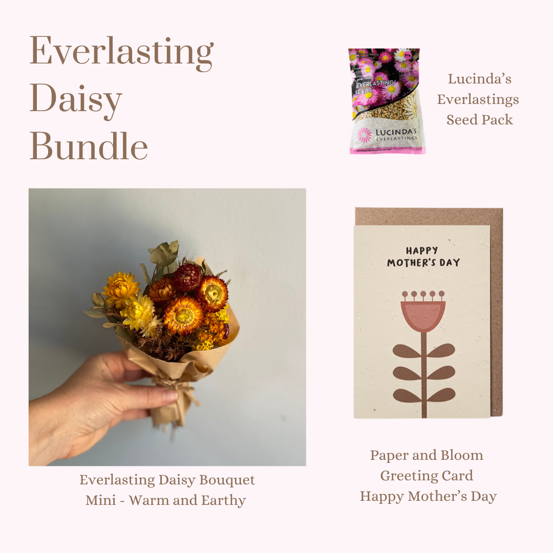 Everlasting Daisy Bundle - MINI
