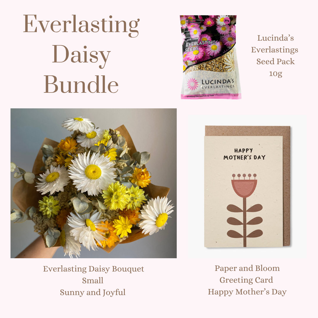 Everlasting Daisy Bundle - SMALL