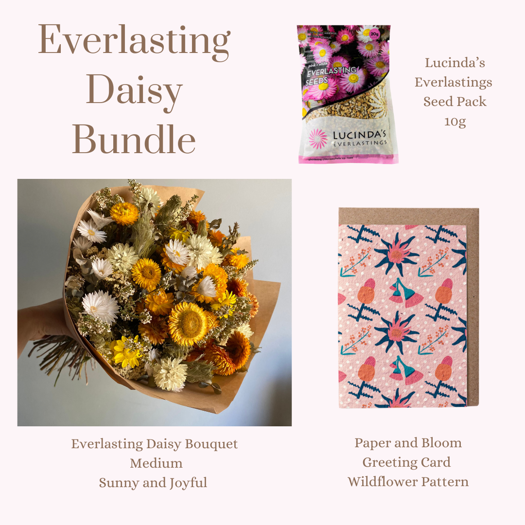 Everlasting Daisy Bundle - MEDIUM