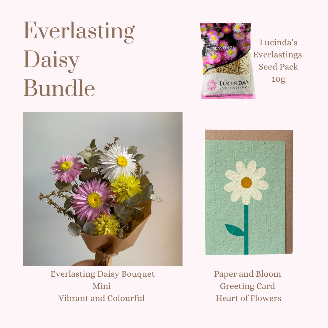Everlasting Daisy Bundle - MINI