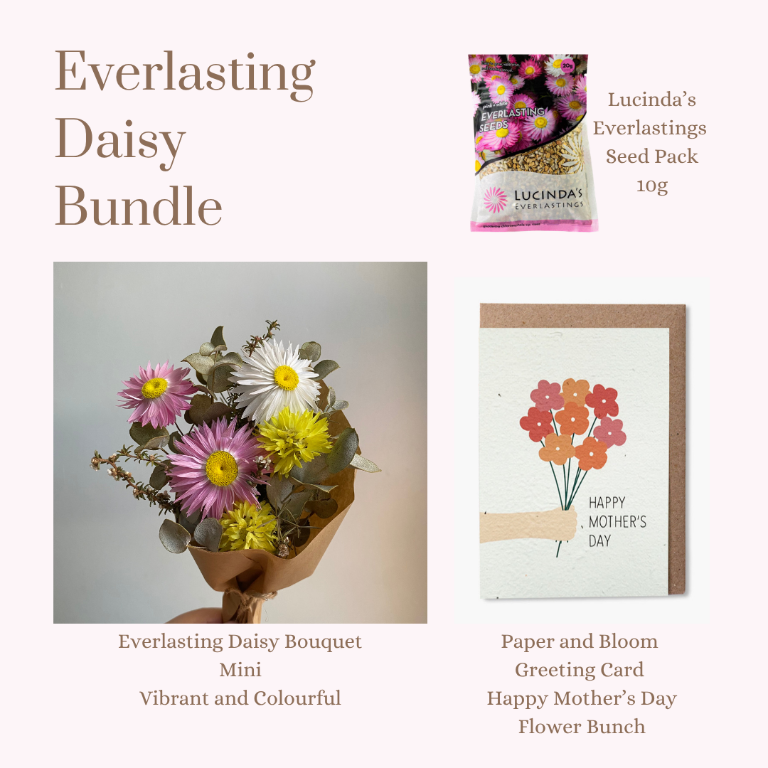 Everlasting Daisy Bundle - MINI